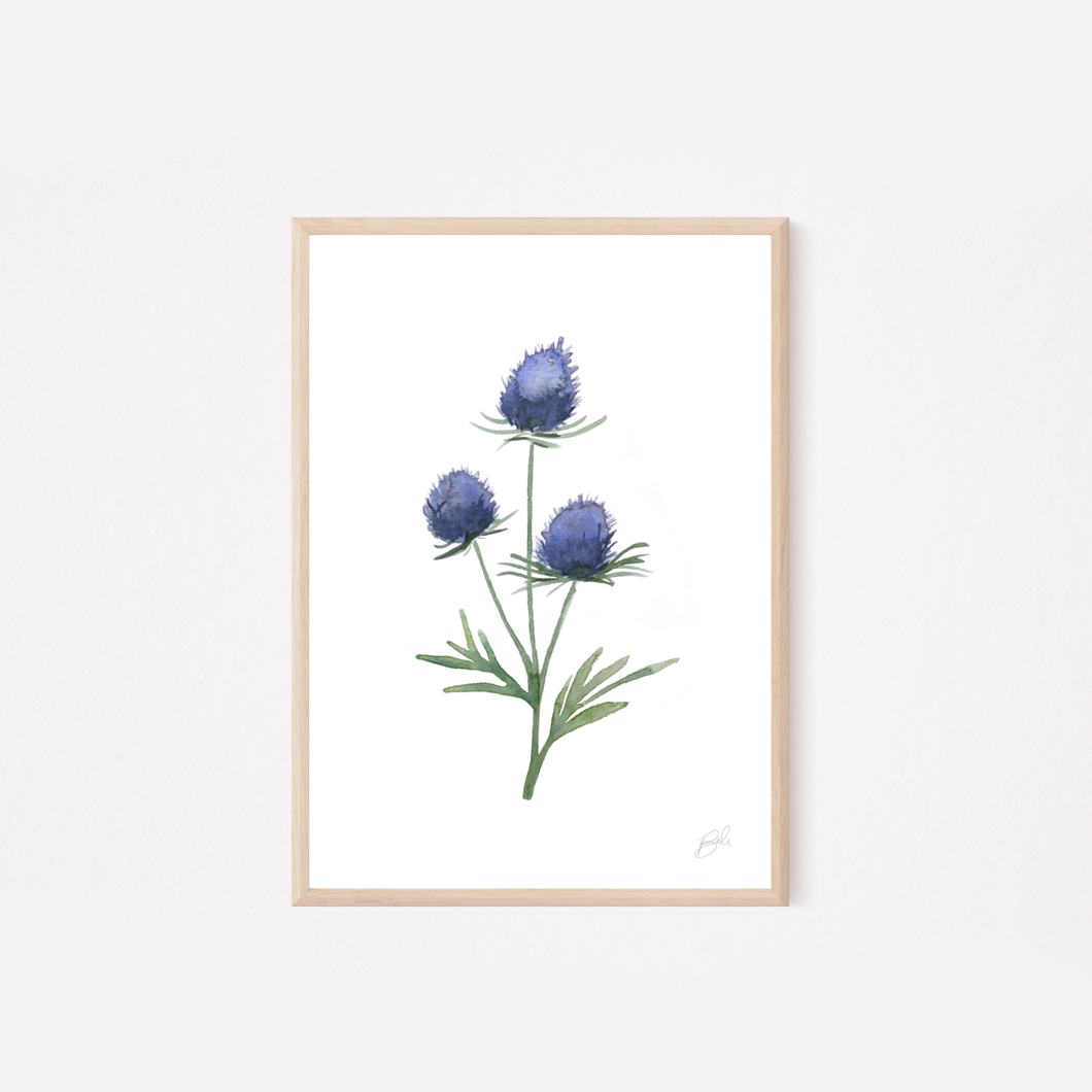 Sea Holly Watercolor Print